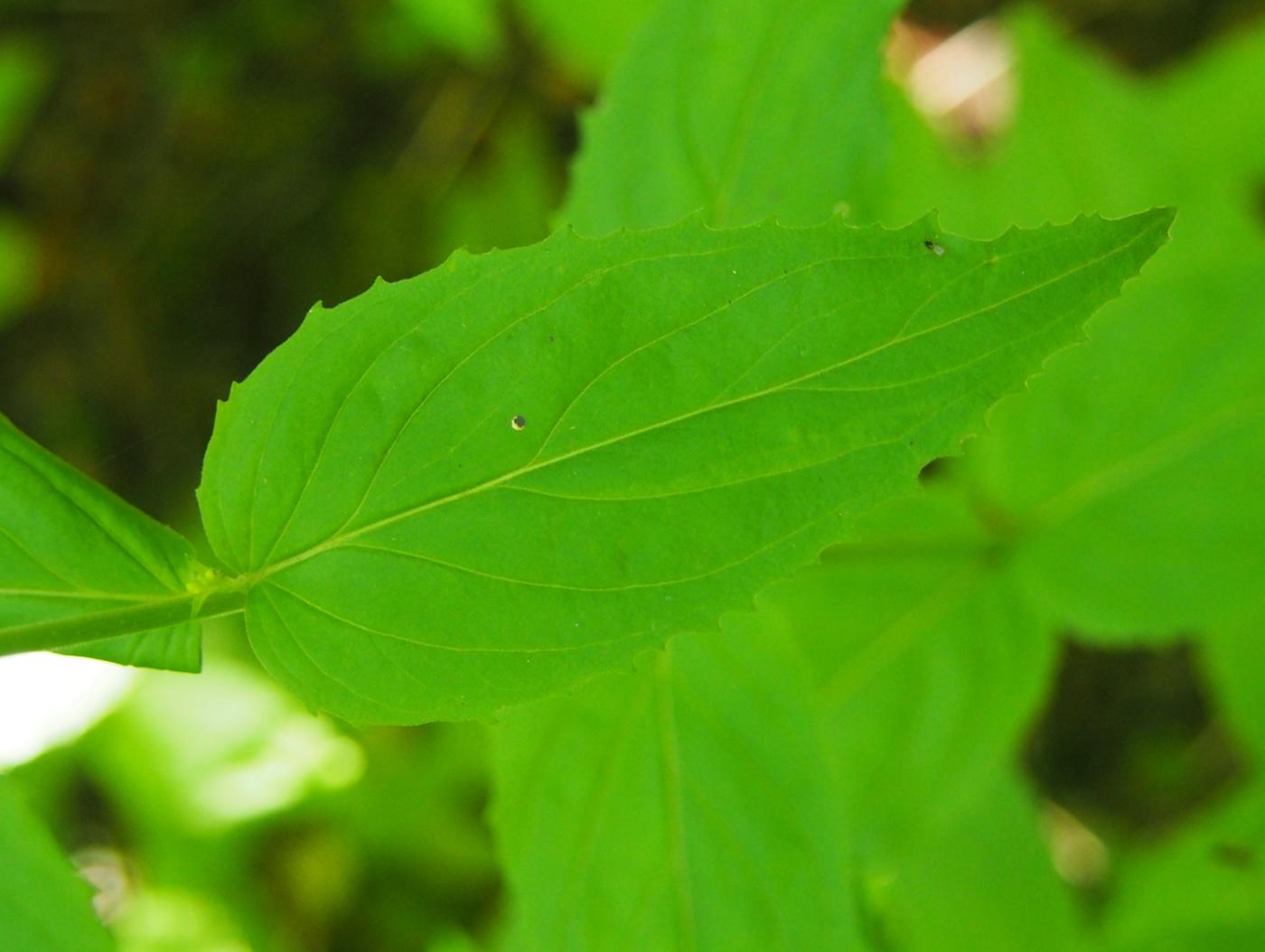 Willow-herb, Broad leafed leaf